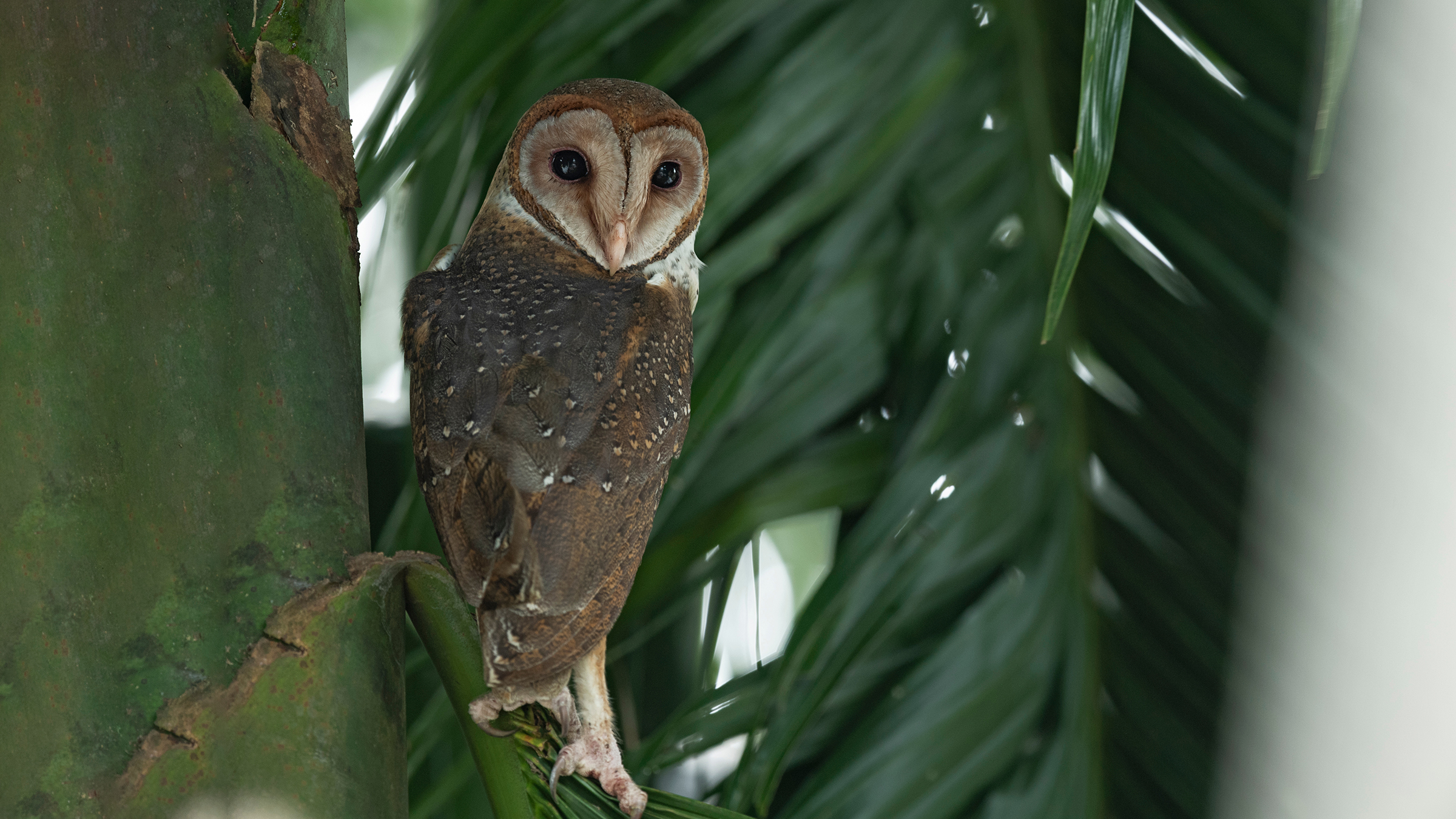 Barn Owl